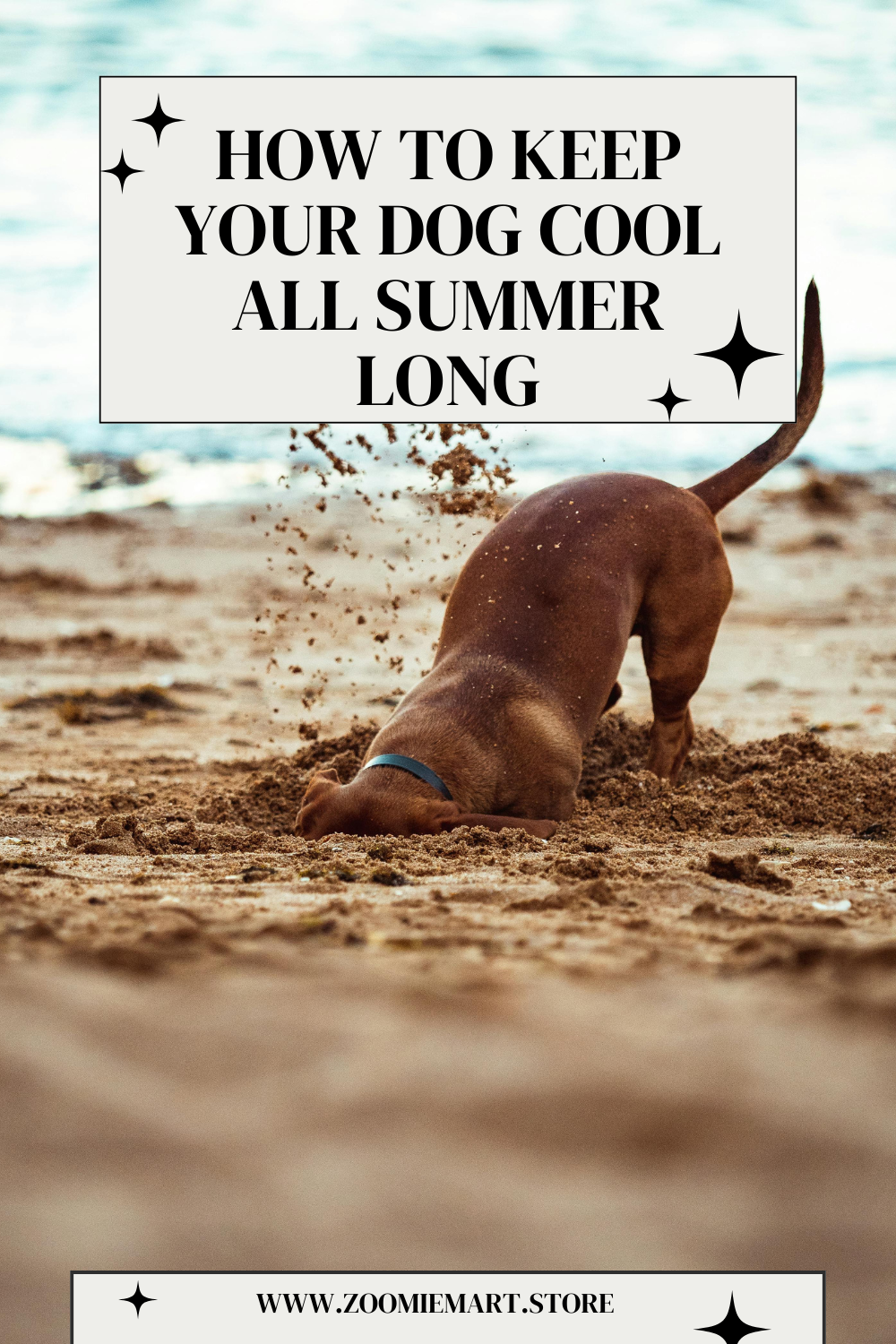 How to Keep Your Dog Cool All Summer Long