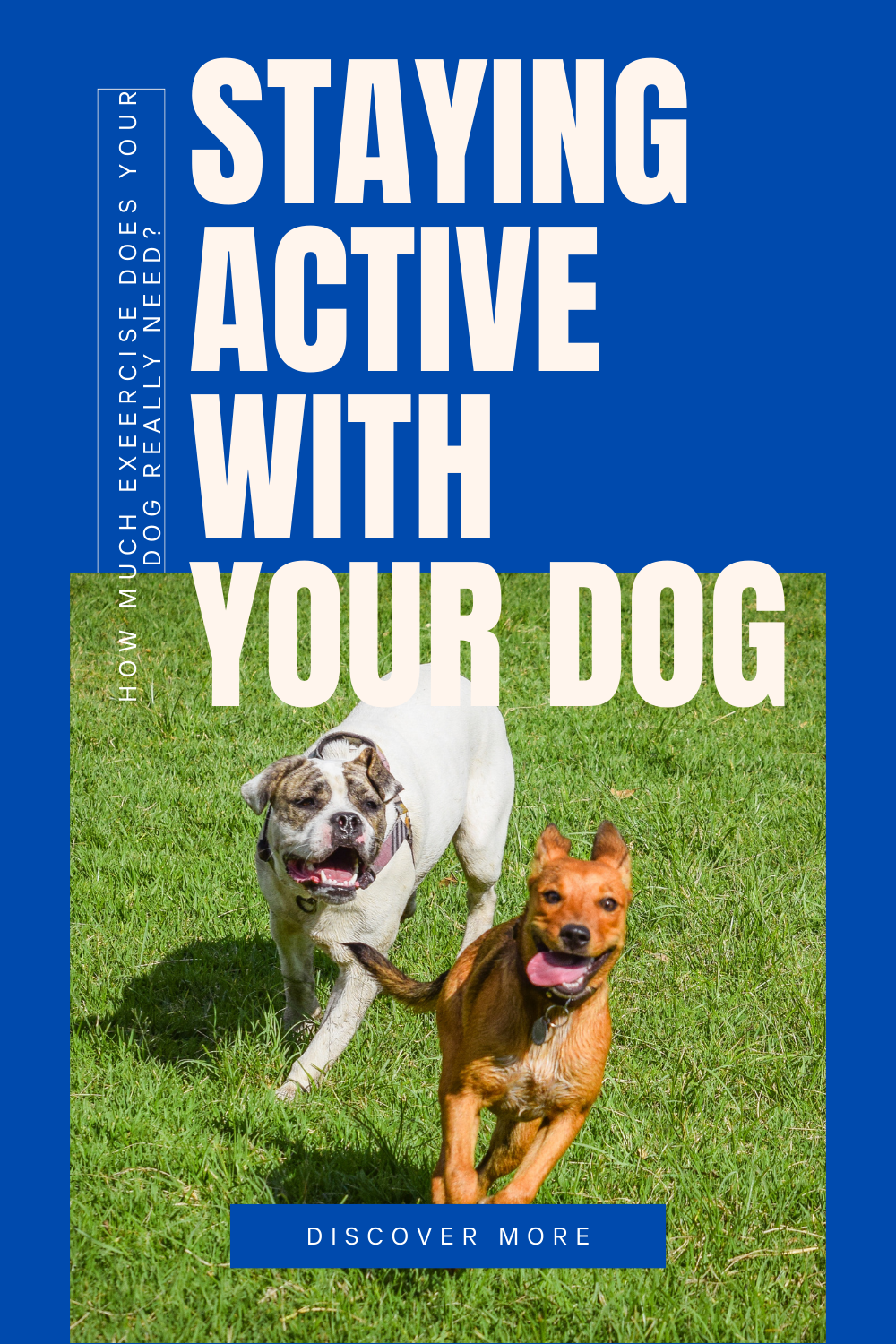 Is Your Dog Getting Enough Exercise? Fun Ways to Stay Active Together