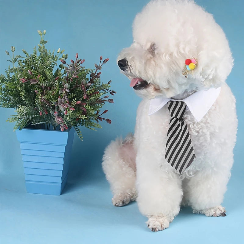 Pawfessional Attire
